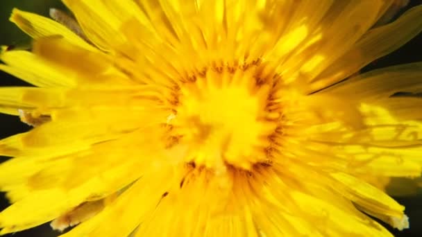 Amarillo flores de diente de león a su vez — Vídeo de stock