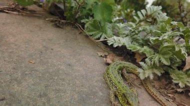 Kertenkele yakın çekim. Taş ve yeşil bitki üzerinde Avrupa yeşil Lacerta viridis. Dağ kayası üzerinde küçük kertenkele yakın çekim