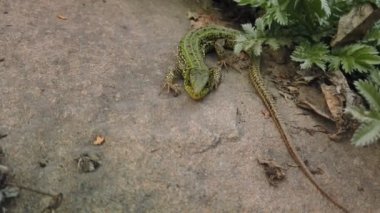 Kertenkele yakın çekim. Taş ve yeşil bitki üzerinde Avrupa yeşil Lacerta viridis. Dağ kayası üzerinde küçük kertenkele yakın çekim