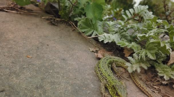 Lizard bliska. Europejska Zielona Lacerta viridis na kamiennym i zielonym zakładzie. Mała jaszczurka z bliska na górskiej skale — Wideo stockowe