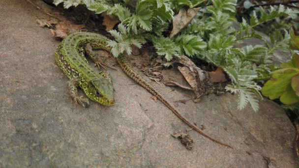 Lagarto de perto. Verde europeu Lacerta viridis em pedra e planta verde. Pequeno lagarto close-up na rocha da montanha — Vídeo de Stock