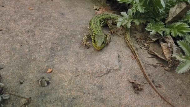 Lagarto de cerca. Lacerta viridis verde europeo sobre piedra y planta verde. Pequeño lagarto primer plano en roca de montaña — Vídeos de Stock