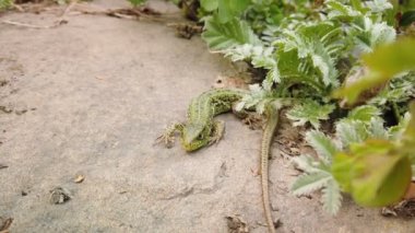 Kertenkele yakın çekim. Taş ve yeşil bitki üzerinde Avrupa yeşil Lacerta viridis. Dağ kayası üzerinde küçük kertenkele yakın çekim