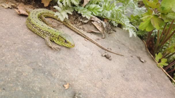 トカゲがクローズアップ。石と緑の植物にヨーロッパの緑のラセルタビリディス。山の岩の上の小さなトカゲクローズアップ — ストック動画