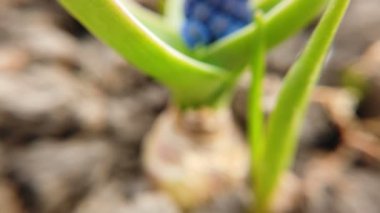 Güzel mavi nişasta üzüm sümbül çiçek Görüntüleri bahar bahçesinde çiçek