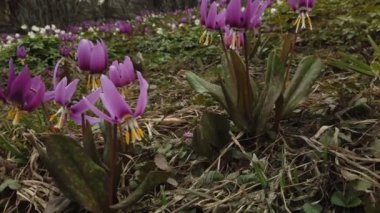 Köpek dişi menekşe. Eritonyum japonicum