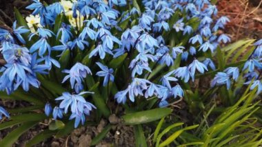 Bahçede Mavi Scilla çiçekleri. İlk bahar çiçekleri güneşli bir günde rüzgarda sallanıyor