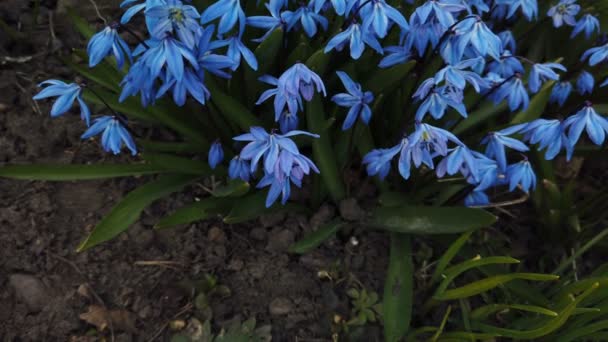 Fiori di Scilla Blu in giardino. I primi fiori primaverili dondolano nel vento nella giornata di sole — Video Stock