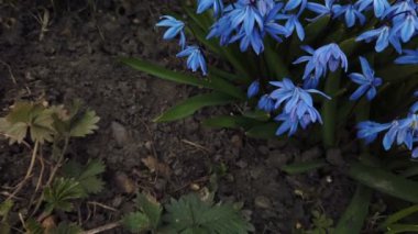 Bahçede Mavi Scilla çiçekleri. İlk bahar çiçekleri güneşli bir günde rüzgarda sallanıyor