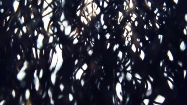 Korkunç uzaylı ormanı. Karanlık gizemli yanmış orman manzara