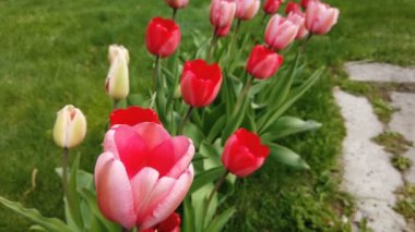 Laleçiçekleri rüzgarın çarptığı çiçekler. Güzel buket arka plan ile Laleler