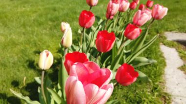 Laleçiçekleri rüzgarın çarptığı çiçekler. Güzel buket arka plan ile Laleler