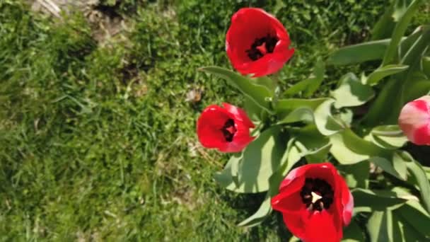 Tulpenblüten vom Wind getroffen. Tulpen mit schönem Strauß Hintergrund — Stockvideo