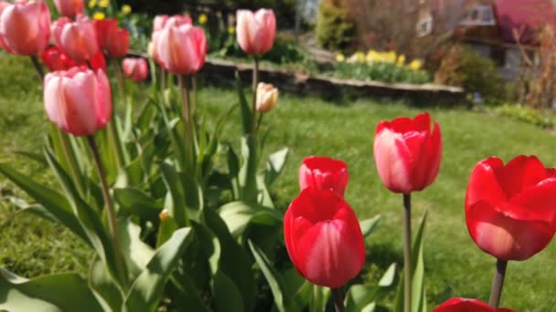 Tulipány květiny zasažením větrem. Tulipány s nádherným kyticí pozadím