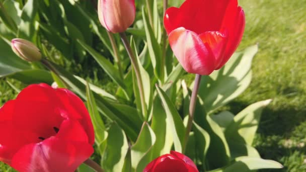 Fiori di tulipani colpiti dal vento. Tulipani con bellissimo sfondo bouquet — Video Stock