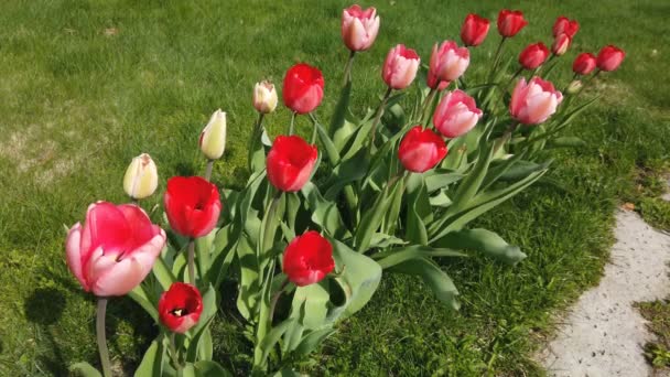 Flores de tulipanes golpeadas por el viento. Tulipanes con hermoso ramo de fondo — Vídeos de Stock