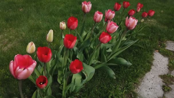 Fiori di tulipani colpiti dal vento. Tulipani con bellissimo sfondo bouquet — Video Stock