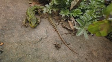 Kertenkele yakın çekim. Taş ve yeşil bitki üzerinde Avrupa yeşil Lacerta viridis. Dağ kayası üzerinde küçük kertenkele yakın çekim