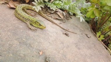Kertenkele yakın çekim. Taş ve yeşil bitki üzerinde Avrupa yeşil Lacerta viridis. Dağ kayası üzerinde küçük kertenkele yakın çekim