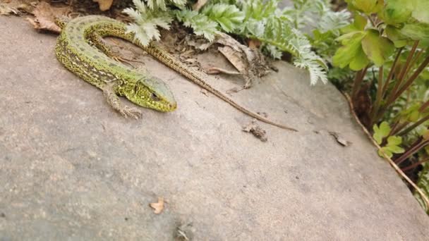Ящерица закрывается. Европейская зеленая Lacerta viridis на камне и зеленом растении. Маленькая ящерица крупным планом на горной скале — стоковое видео