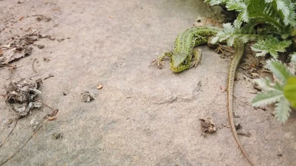 Lizard close up. Europese groene Lacerta viridis op steen en groene plant. Kleine hagedis close-up op berg rots — Stockvideo
