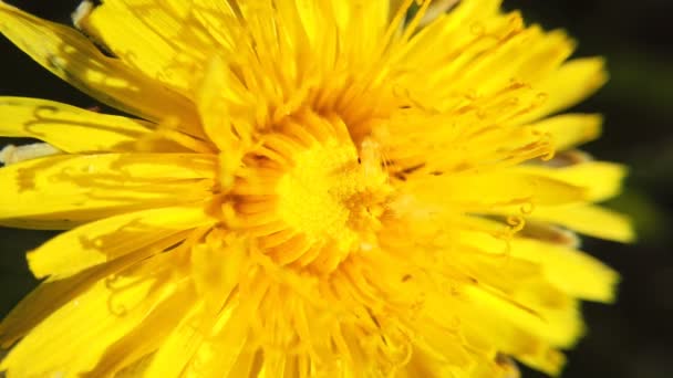 Keltaisia voikukkia vihreällä niityllä keväällä. Kaunis keltainen voikukka kukkii — kuvapankkivideo