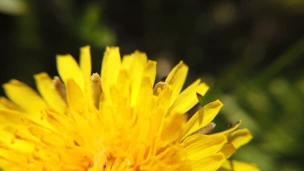 Κίτρινες πικραλίδες σε πράσινο λιβάδι την άνοιξη. Όμορφο κίτρινο άνθη πικραλίδα — Αρχείο Βίντεο