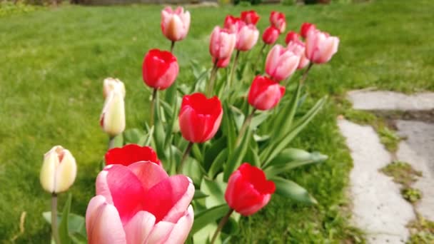 Tulipány květiny zasažením větrem. Tulipány s nádherným kyticí pozadím — Stock video