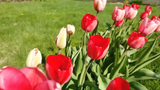 Flores de tulipanes golpeadas por el viento. Tulipanes con hermoso ramo de fondo — Vídeos de Stock