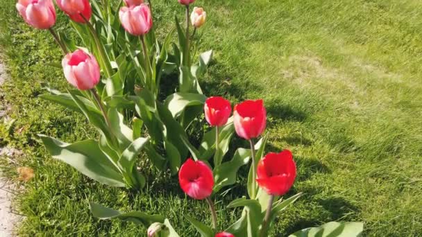 Flores de tulipas atingidas pelo vento. Tulipas com fundo lindo buquê — Vídeo de Stock