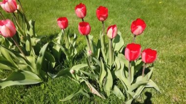 Laleçiçekleri rüzgarın çarptığı çiçekler. Güzel buket arka plan ile Laleler