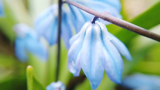 Blå Scilla blommor i trädgården. Första vårblommor Swing i vinden på solig dag — Stockvideo