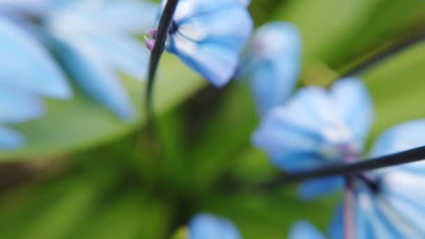 Bahçede Mavi Scilla çiçekleri. İlk bahar çiçekleri güneşli bir günde rüzgarda sallanıyor — Stok video