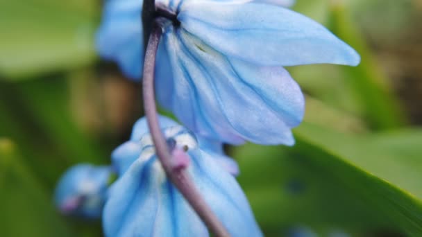 Flores de Scilla azul en el jardín. Primeras flores de primavera oscilan en el viento en el día soleado — Vídeos de Stock