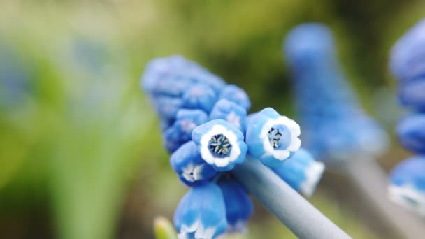 Bilder av vackra blå stärkelse druva hyacint blommor blommar i vår trädgård — Stockvideo