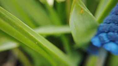 Güzel mavi nişasta üzüm sümbül çiçek Görüntüleri bahar bahçesinde çiçek