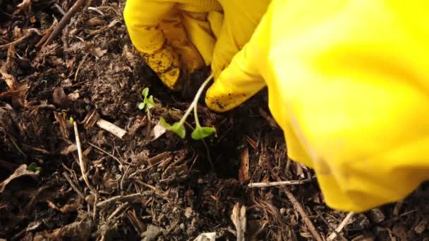 Jardinero plantando plántulas. Campesino manos plantación a la planta de repollo suelo en el huerto — Vídeo de stock