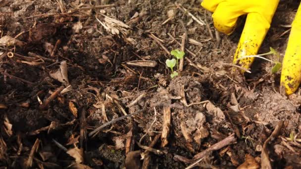 Trädgårdsmästare plantering plantor. Jordbrukare händer plantering till jord kål fröplanta i köksträdgården — Stockvideo