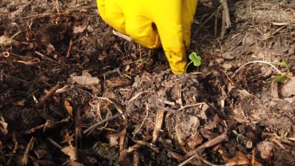 Садівник саджає розсаду. Фермерські руки посадка на грунт розсади капусти в городі — стокове відео
