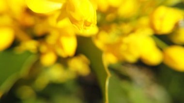 Kanola renkli çiçekler yakın. Çiçek açan sarı çiçek. Yumuşak parlak arka plan