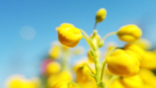 Champ de canola en fleurs. Viol sur le terrain en été — Video