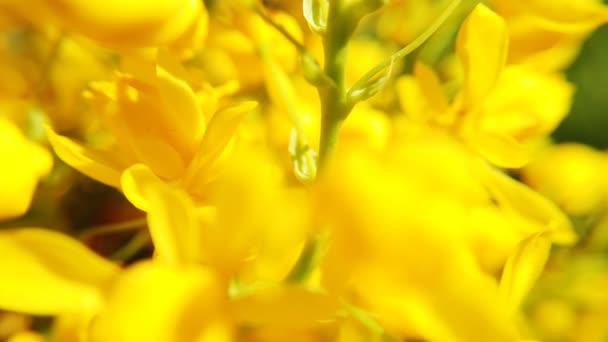 Close-up van gekleurde bloemen van koolzaad. Bloeiende gele koolzaad bloem — Stockvideo