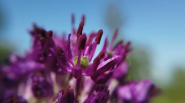 Allium mor çiçekler bahçede yakın