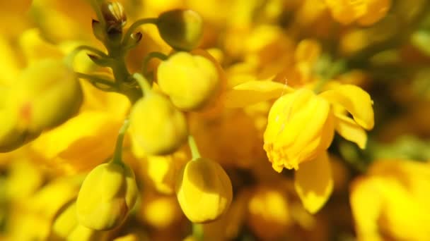 Κοντά στα χρωματιστά λουλούδια της Κανόλα. Ανθισμένη κίτρινη κραμβάνια — Αρχείο Βίντεο