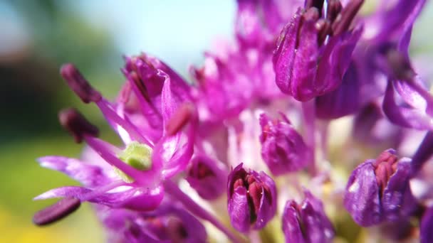Allium flores púrpuras cerca en el jardín — Vídeo de stock