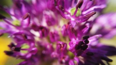 Allium mor çiçekler bahçede yakın