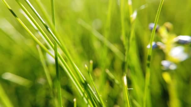Свіжа трава крупним планом на сонячних променях — стокове відео