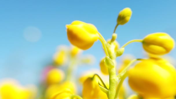 Närbild av färgade blommor av raps. Blommande gul rapsfrö blomma — Stockvideo