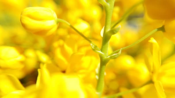 Närbild av färgade blommor av raps. Blommande gul blomma. Mjuk ljus bakgrund — Stockvideo