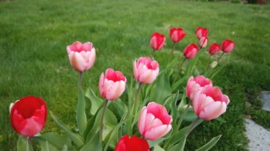 Bahar bahçesinde güzel kırmızı laleler çiçek açar. Dekoratif lale çiçeği baharda açar.